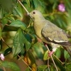 Holub papousci - Treron vernans - Pink-necked Green-Pigeon o9422